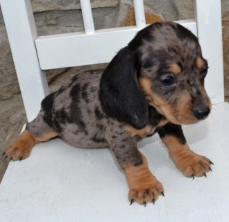 Miniature dachshund puppy for sale,Mini Dapple Dachshund Breeders Near Me, Mini Dapple Dachshund Breeders Near Me,