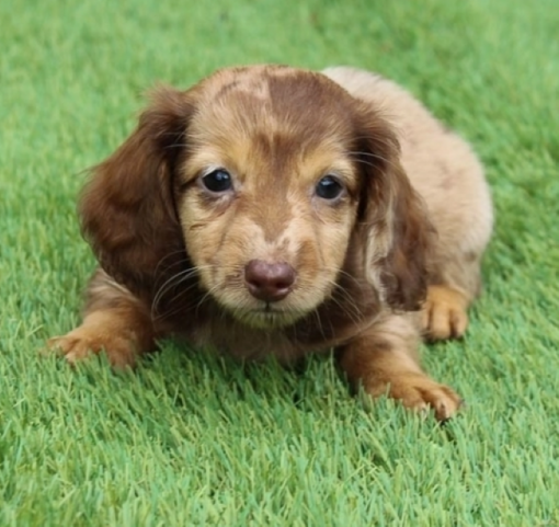 Miniature dachshund puppy for sale