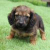 Dachshund Puppies For sale near me
