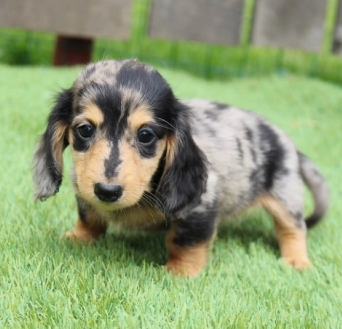 Miniature dachshund puppy for sale Testimonials - Firstclass Dachshund Puppies Home