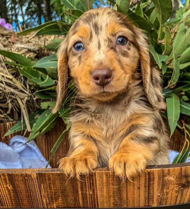 Miniature dachshund puppy for sale