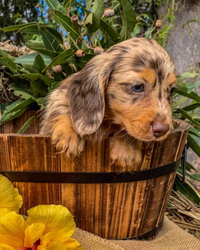 Miniature dachshund puppy for sale