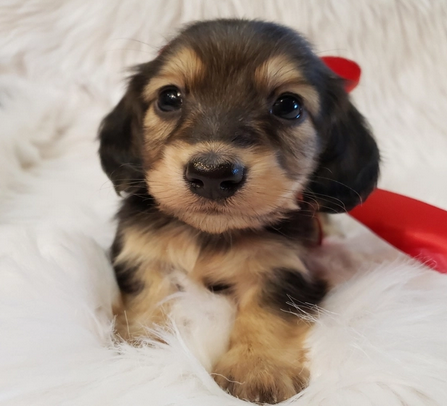 Miniature dachshund puppy