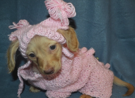 Miniature dachshund puppy for sale near me