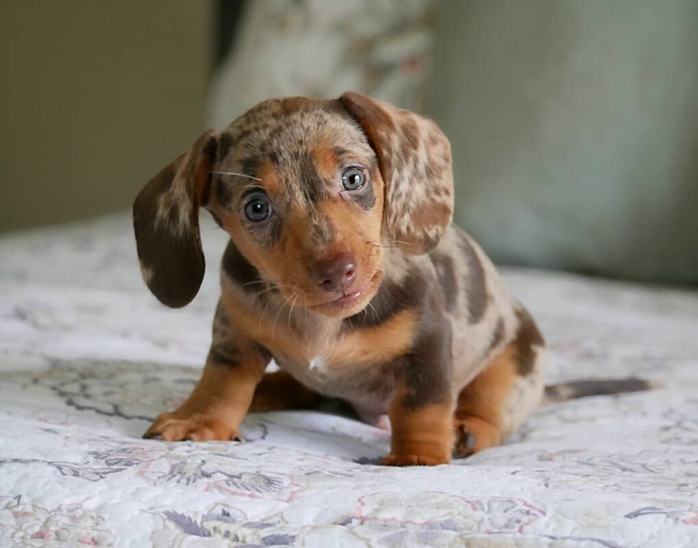 short haired Miniature dachshund puppy for sale