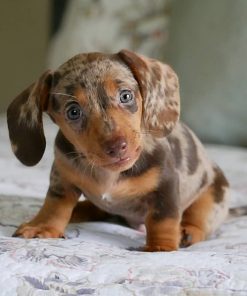 short haired Miniature dachshund puppy for sale