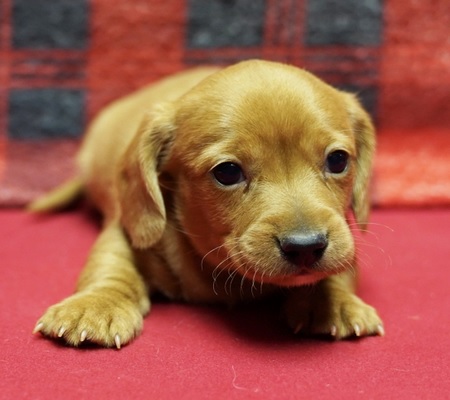 Miniature dachshund puppy for sale