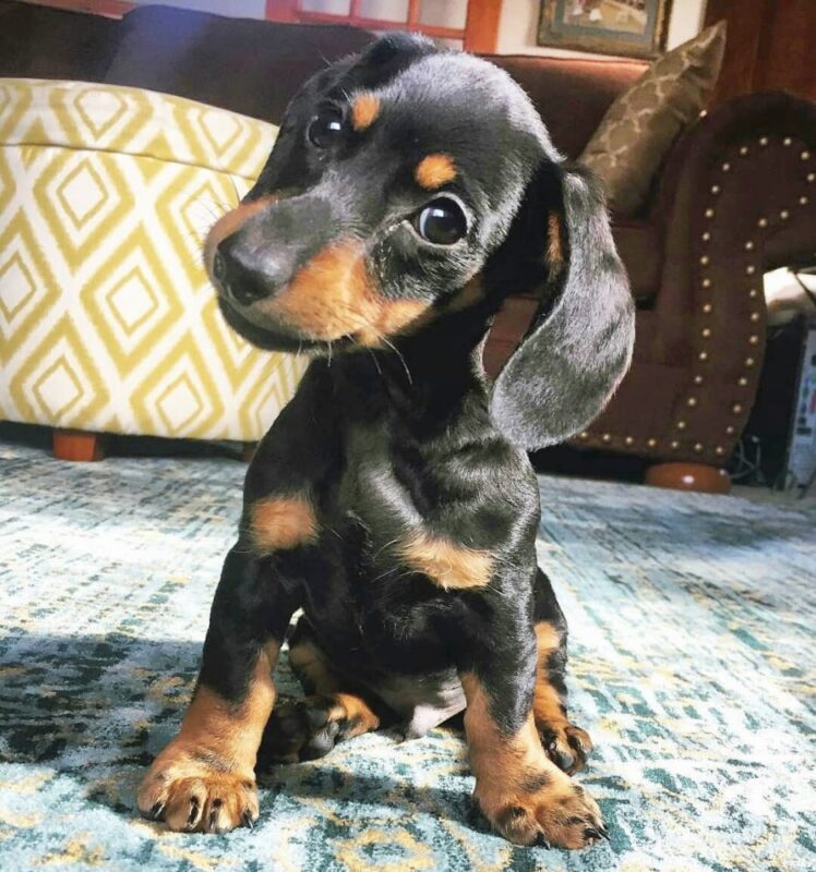 Miniature dachshund puppy for sale