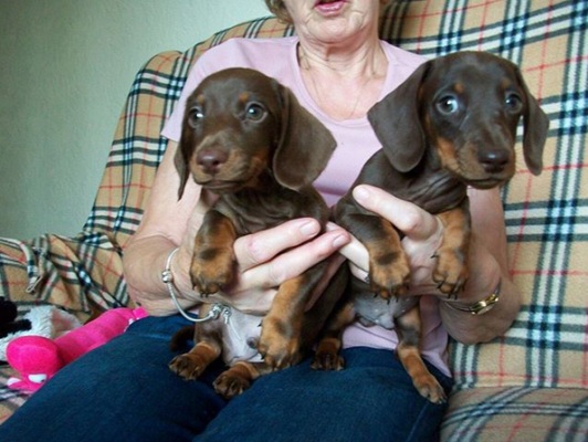 Miniature dachshund puppy for sale