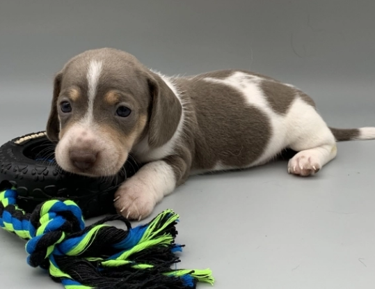 newborn dachshund Puppies