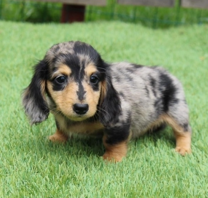 Dachshund Puppies For Sale Near Me Akc Registered Dachshund Pups