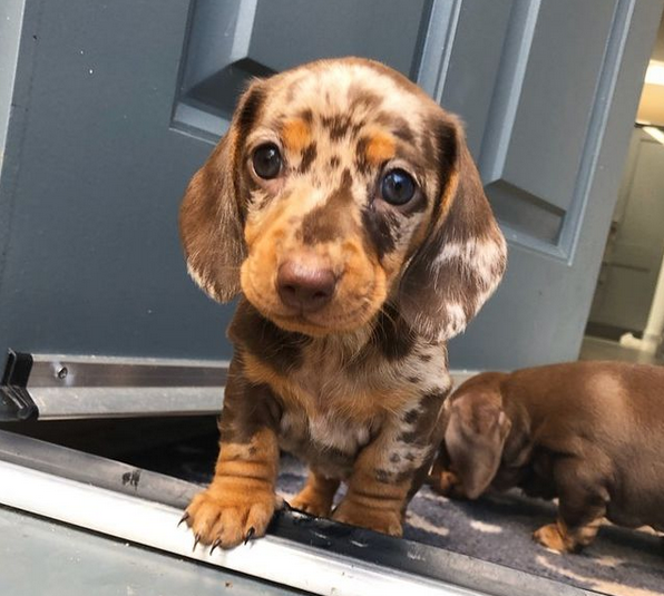 Dachshund Puppies For sale near me