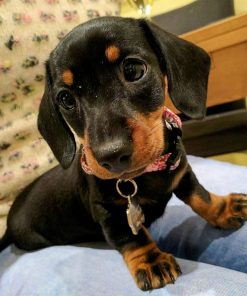 Dachshund puppies for adoption near me ,mini dotson puppies for sale