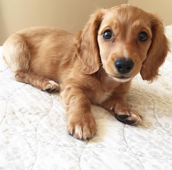 dachshund Puppies for sale near me