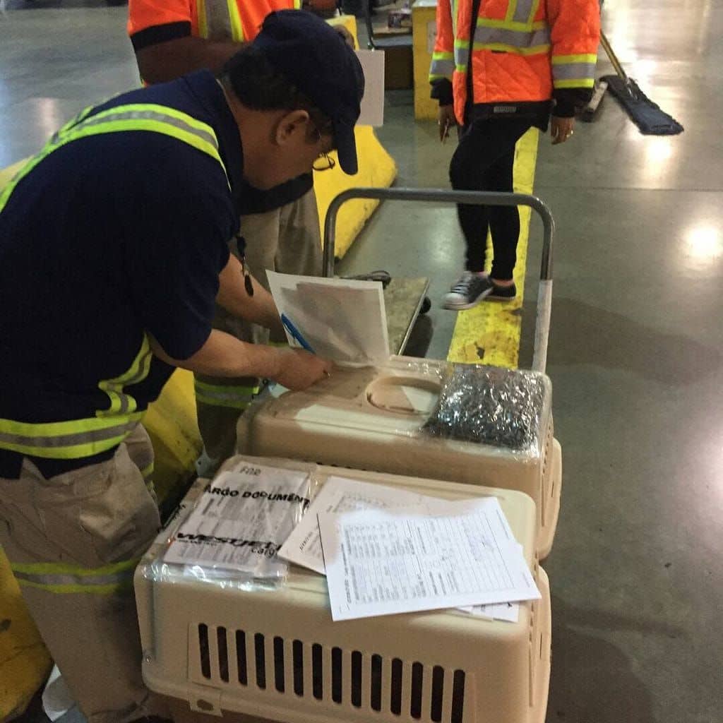 Puppy Shipping Services Mini Dachshunds