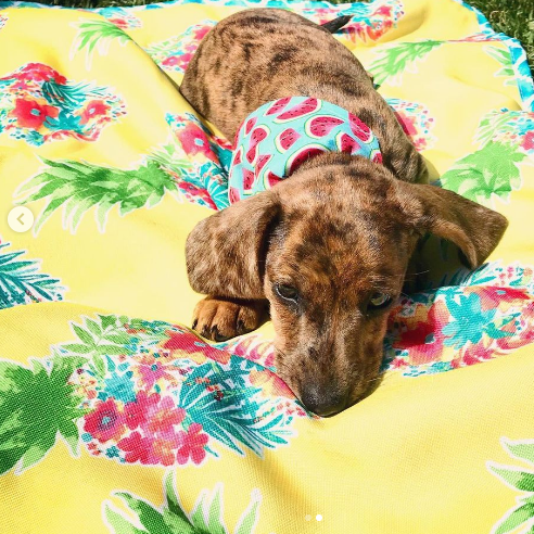 dachshund Puppies for sale near me