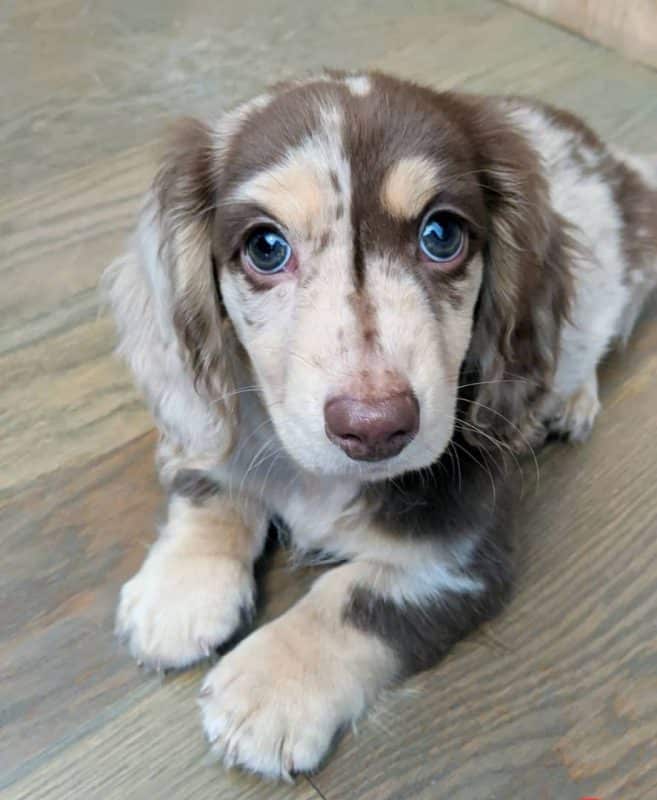 Mini-dapple-dachshunds-chocolate-dachshund-puppies-for-sale