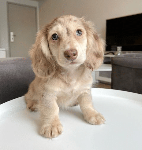 dachshund Puppies for adoption
