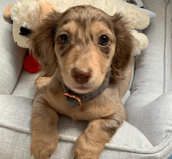 dachshund Puppies for sale near me