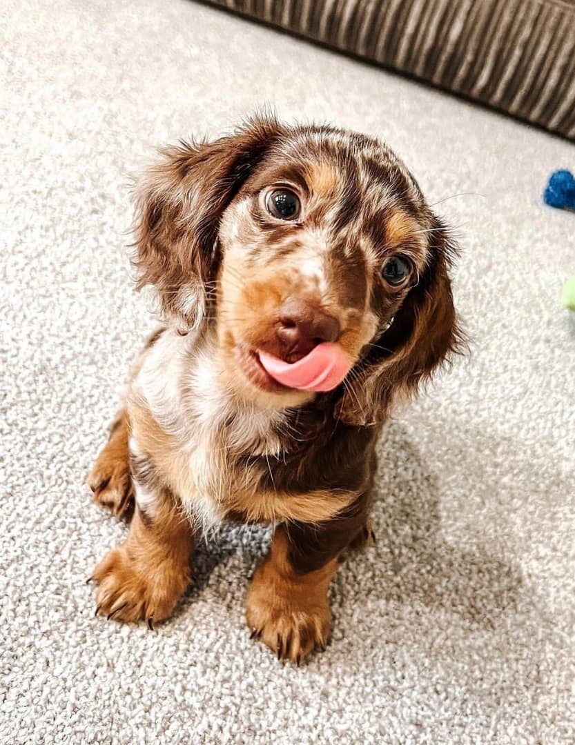 dachshund puppies for sale near me | AKC Registered Dachshund Pups