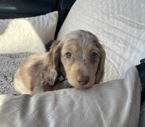 dachshund Puppies for sale near me