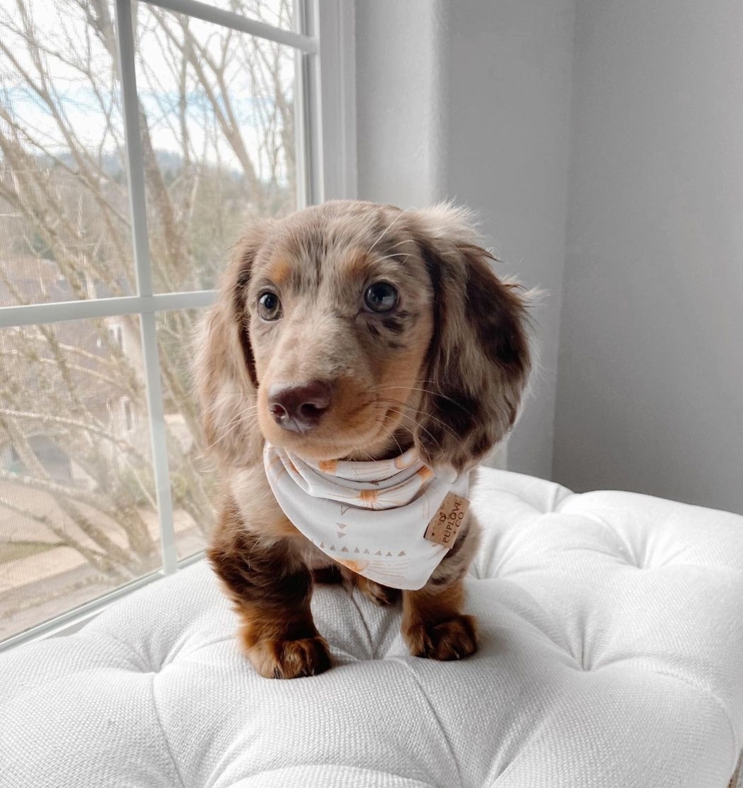 dachshund Puppies for sale near me