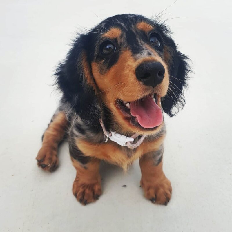 dachshund Puppies for sale near me
