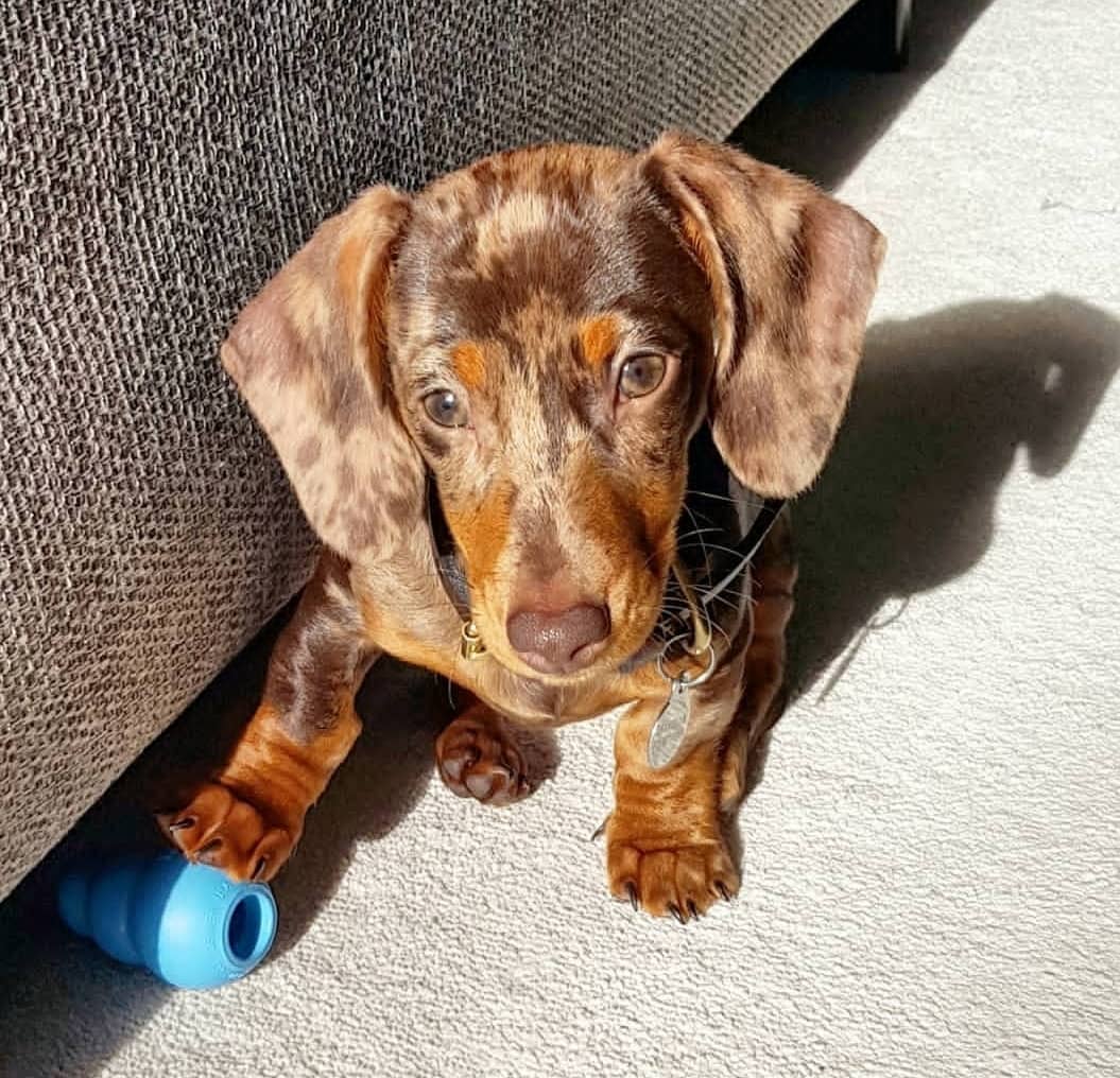 dachshund Puppies for sale near me