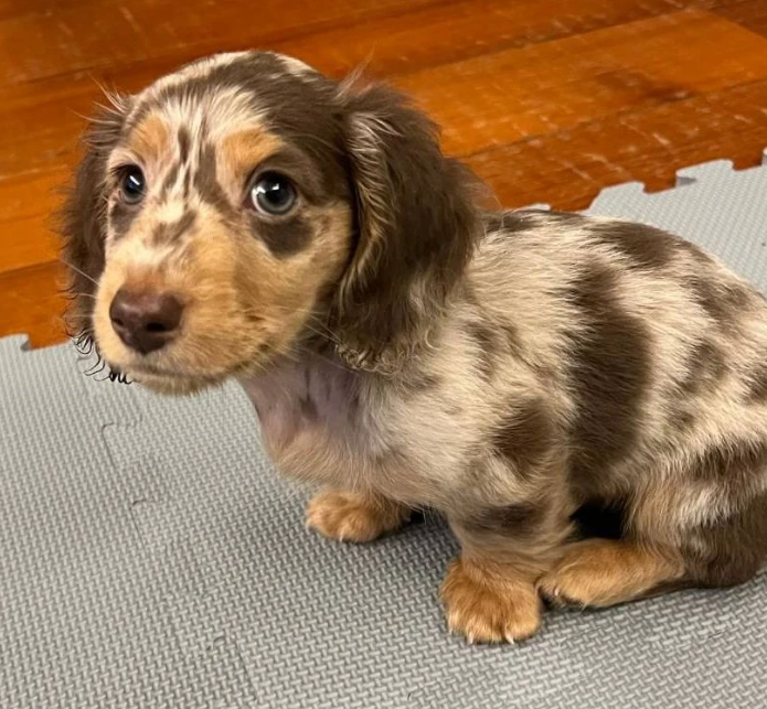 dachshund Puppies for sale near me