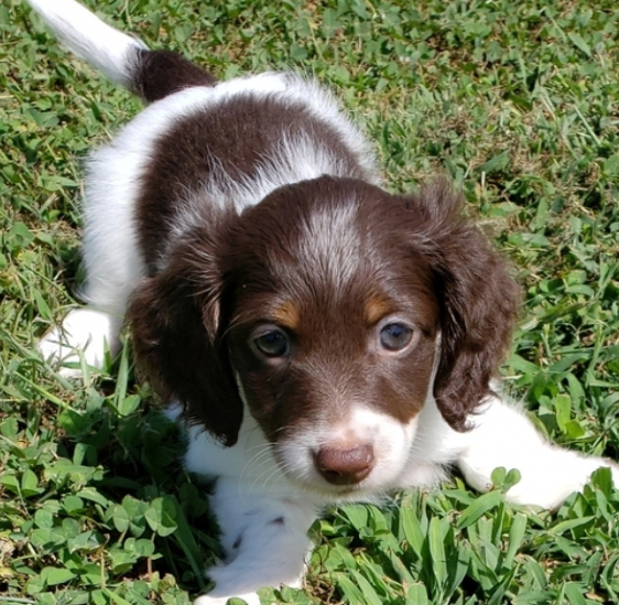 dachshund Puppies for sale near me